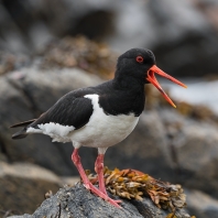 ústřičník velký - Haematopus ostralegus