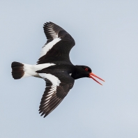 ústřičník velký - Haematopus ostralegus