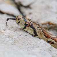 užovka levhartí - Zamenis situla