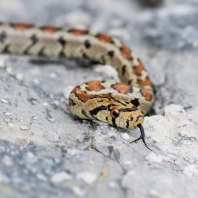 užovka levhartí - Zamenis situla