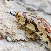 užovka levhartí - Zamenis situla