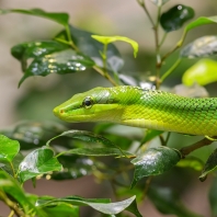 užovka ostronosá - Gonyosoma oxycephalum