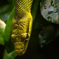 užovka ostronosá - Gonyosoma oxycephalum