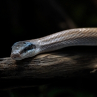 užovka tenkoocasá - Orthriophis taeniurus...