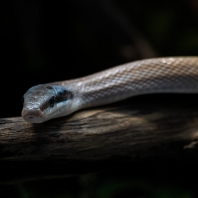 užovka tenkoocasá - Orthriophis taeniurus