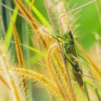 sarančovití - Acrididae