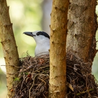 vanga hákozobá - Vanga curvirostris