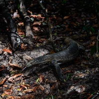 varan bengálský - Varanus bengalensis