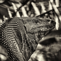 varan bengálský - Varanus bengalensis