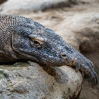 varan komodský - Varanus komodoensis