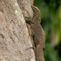 varan malajský - Varanus nebulosus