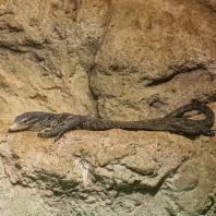 varan modrý - Varanus macraei