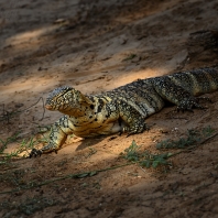 varan nilský - Varanus niloticus