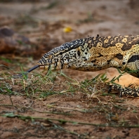 varan nilský - Varanus niloticus