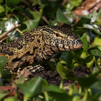 varan nilský - Varanus niloticus