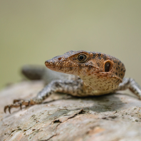 varan rezavý - Varanus semiremex