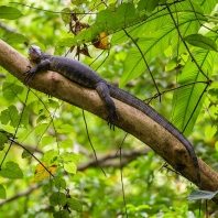 varan skvrnitý - Varanus salvator...
