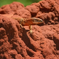 varan stepní - Varanus exanthematicus