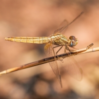 vážka červená - Crocothemis erythraea