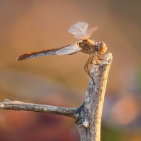 vážka jižní - Sympetrum meridionale