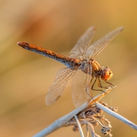 vážka jižní - Sympetrum meridionale