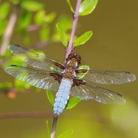 vážka ploská - Libellula depressa