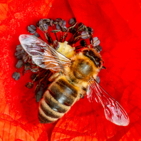 včela medonosná - Apis mellifera
