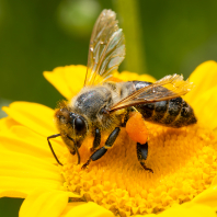 včela medonosná - Apis mellifera
