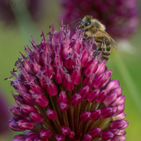 včela medonosná - Apis mellifera