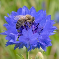 včela medonosná - Apis mellifera