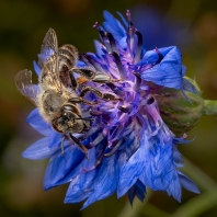 včela medonosná - Apis mellifera