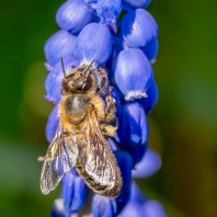 včela medonosná - Apis mellifera