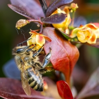 včela medonosná - Apis mellifera