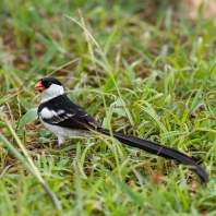 vdovka černobílá - Vidua macroura