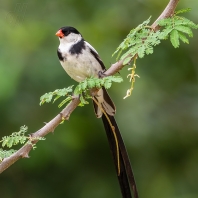 vdovka černobílá - Vidua macroura
