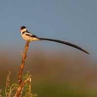 vdovka černobílá - Vidua macroura