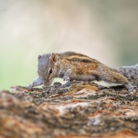 veverka indická - Funambulus palmarum