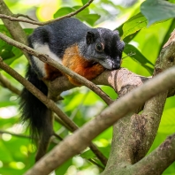 veverka Prévostova - Callosciurus prevostii