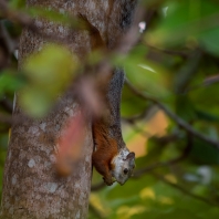 veverka proměnlivá - Sciurus variegatoides