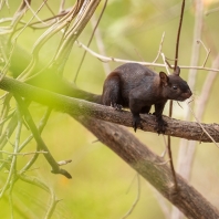 veverka proměnlivá - Sciurus variegatoides