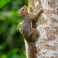 veverka znamenaná - Callosciurus notatus
