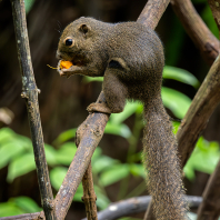 veverka znamenaná - Callosciurus notatus