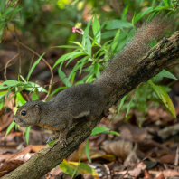 veverka znamenaná - Callosciurus notatus