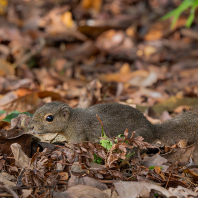 veverka znamenaná - Callosciurus notatus