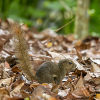 veverka znamenaná - Callosciurus notatus