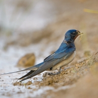 vlaštovka obecná - Hirundo rustica