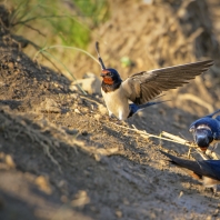 vlaštovka obecná - Hirundo rustica