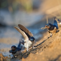 vlaštovka obecná - Hirundo rustica