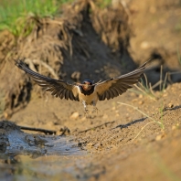 vlaštovka obecná - Hirundo rustica