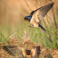 vlaštovka obecná - Hirundo rustica